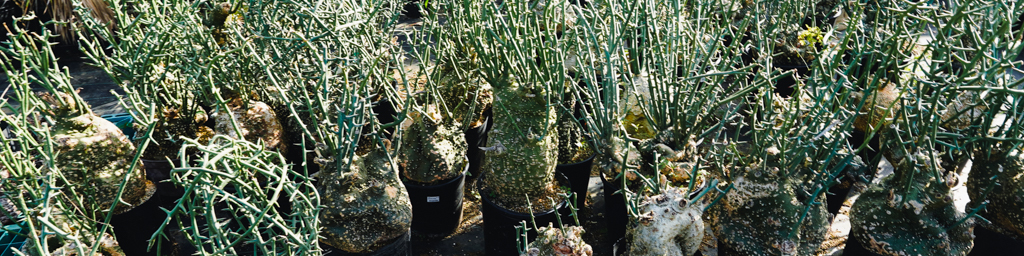 アデニアの商品一覧 | ビザールプランツ専門店「LAND KNOT PLANTS」