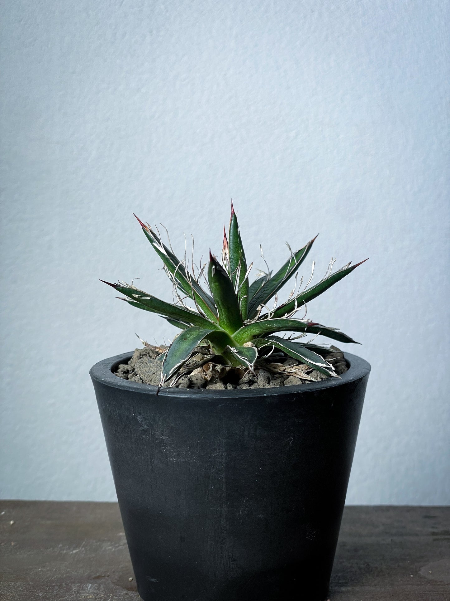 アガベ フィリフェラシジゲラ / Agave filifera ssp. schidigera