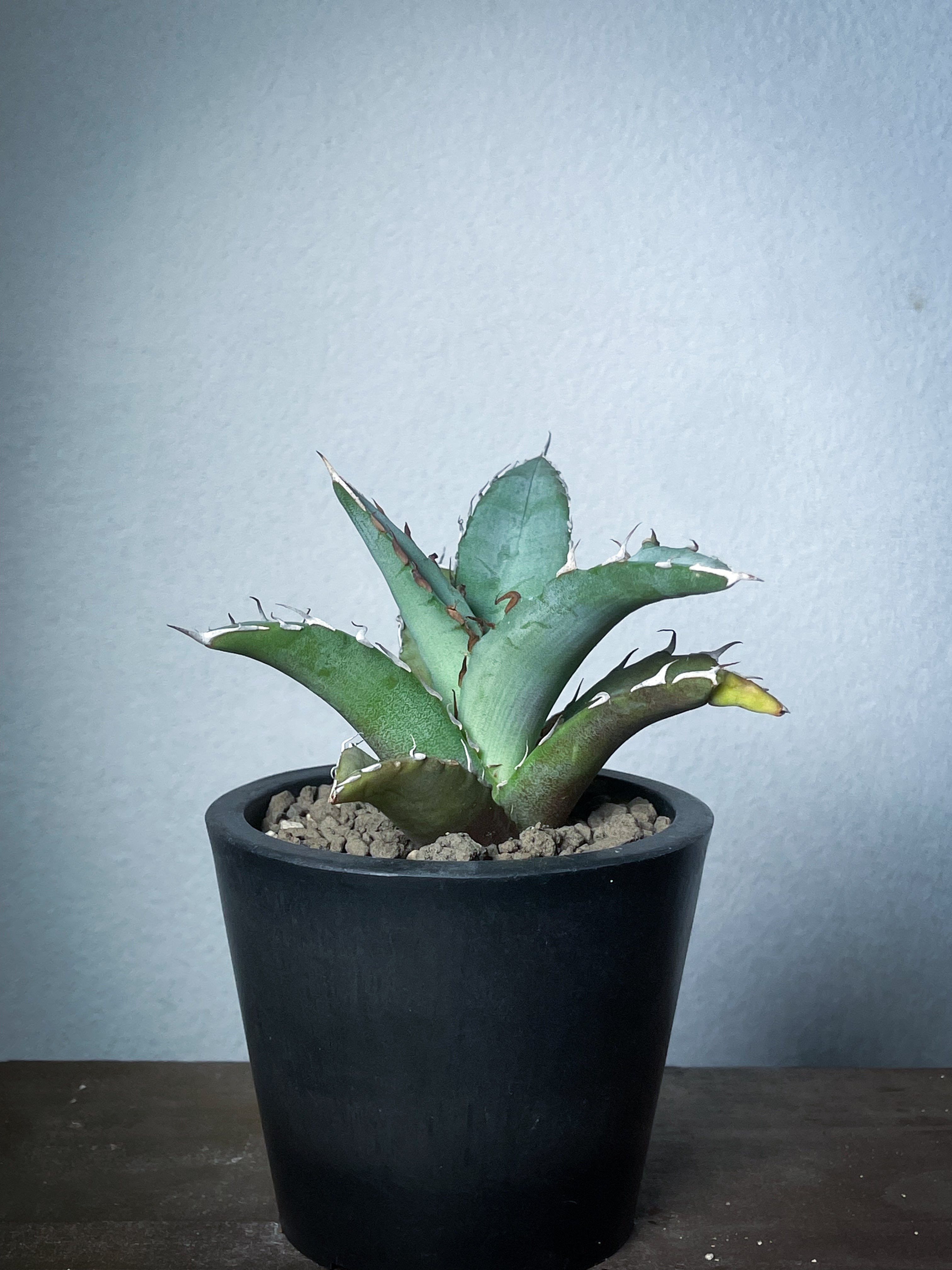 アガベ オアハカ オテロイ/Agave Oaxaca oteroi – LAND KNOT PLANTS