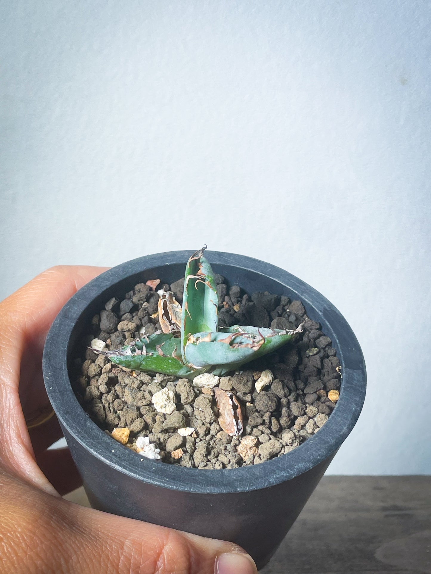 アガベ チタノタブルー /Agave titanota 'Blue'