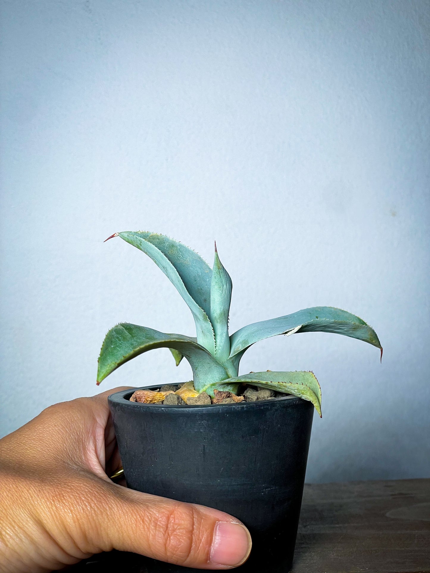 アガベ ピグマエア ドラゴントゥース/Agave pygmaea Dragontoes