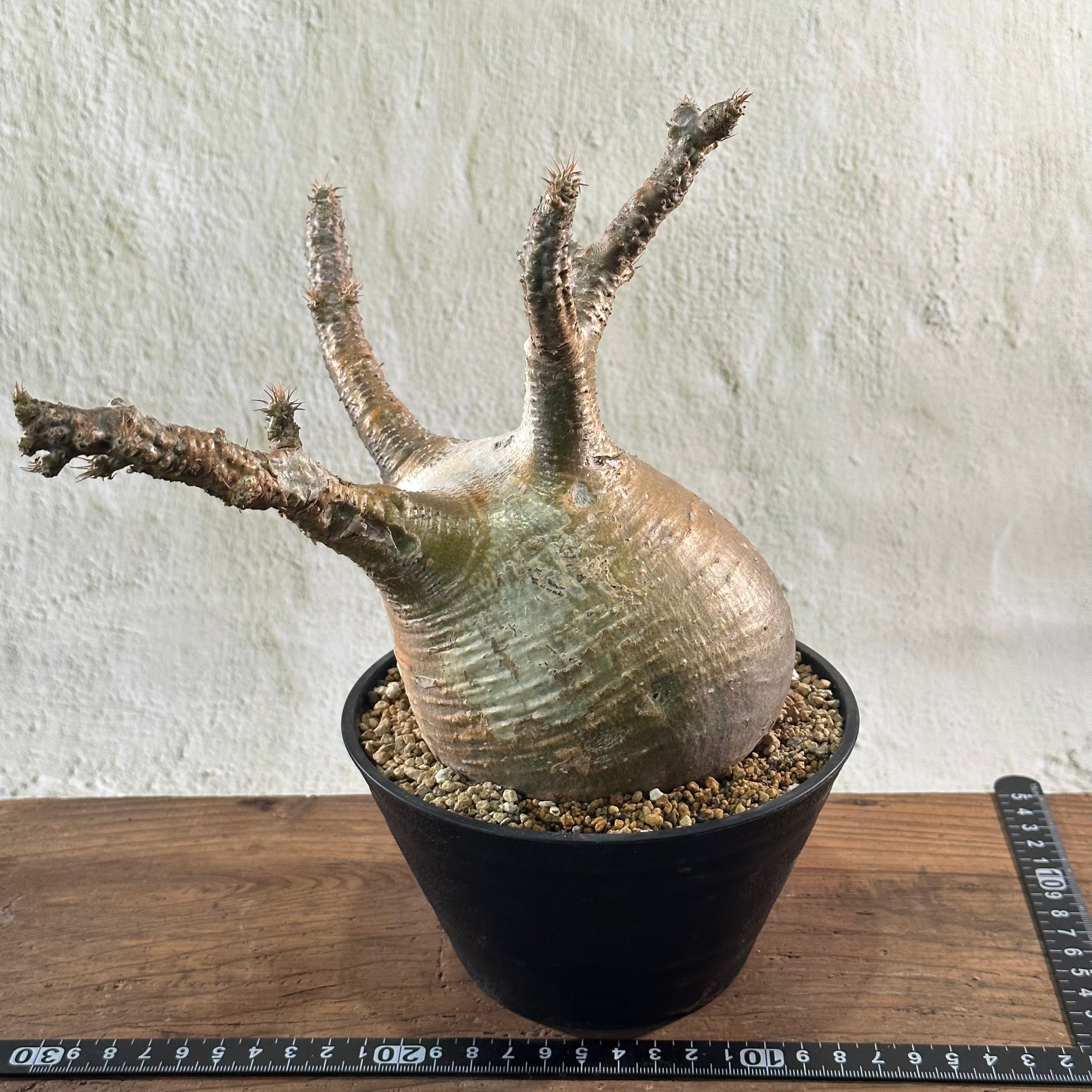 オープンセール】パキポディウム グラキリス | P-01 – LAND KNOT PLANTS オープンセール】パキポディウム グラキリス | P-01 – LAND KNOT PLANTS