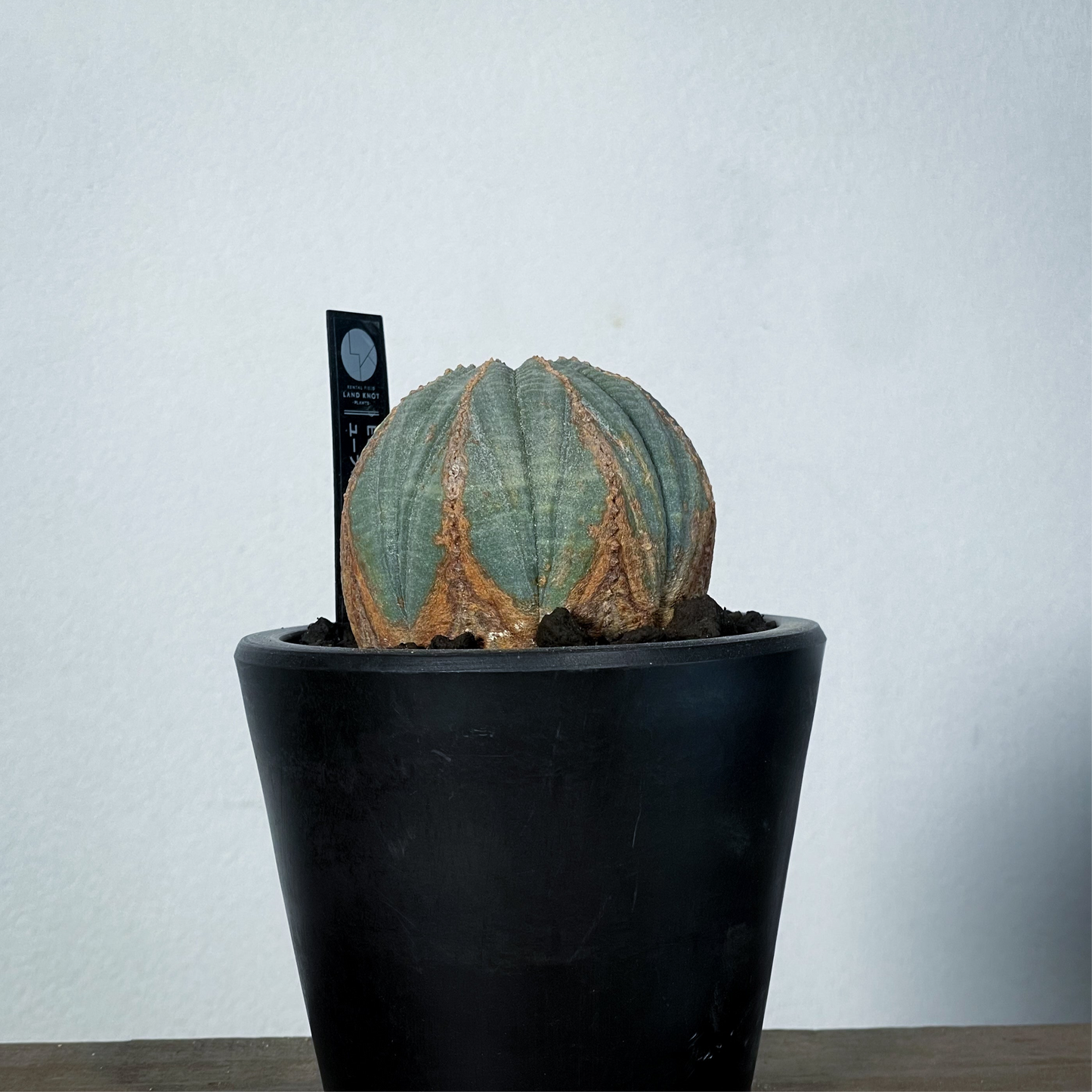<2024年7月入荷>ユーフォルビア オベサ | Euphorbia obesa | OB05