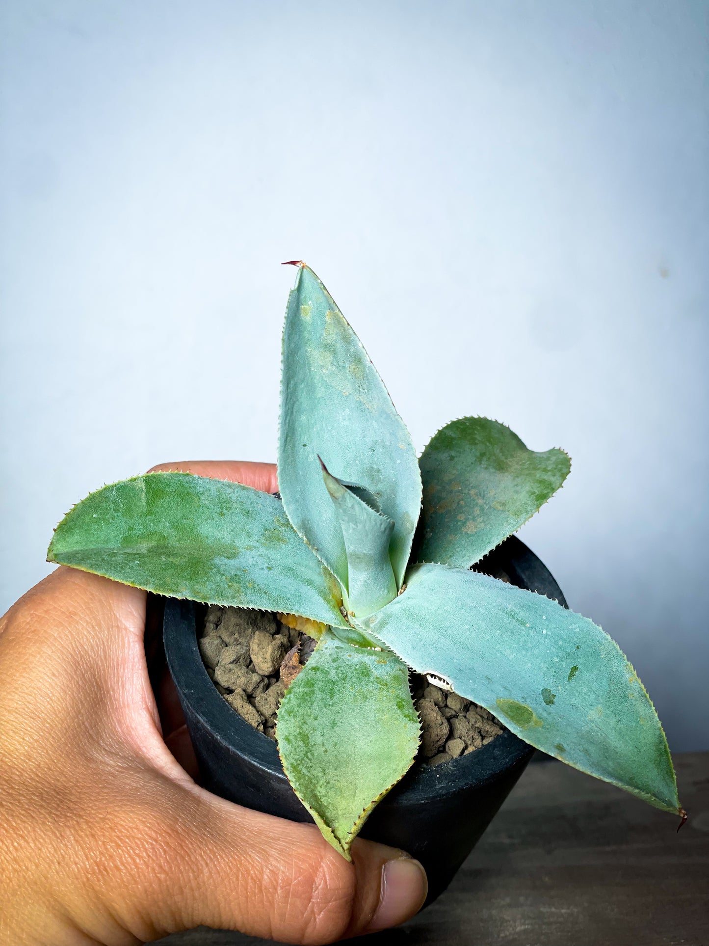 アガベ ピグマエア ドラゴントゥース/Agave pygmaea Dragontoes