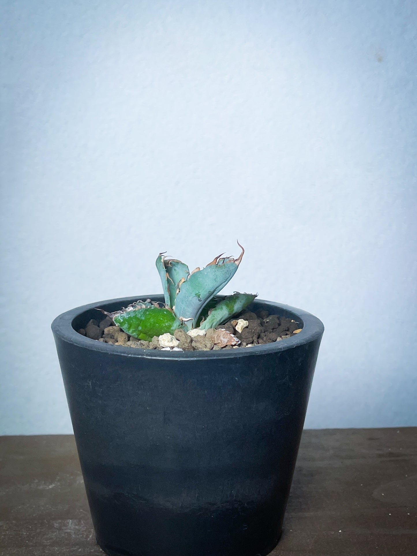 アガベ チタノタブルー /Agave titanota 'Blue'