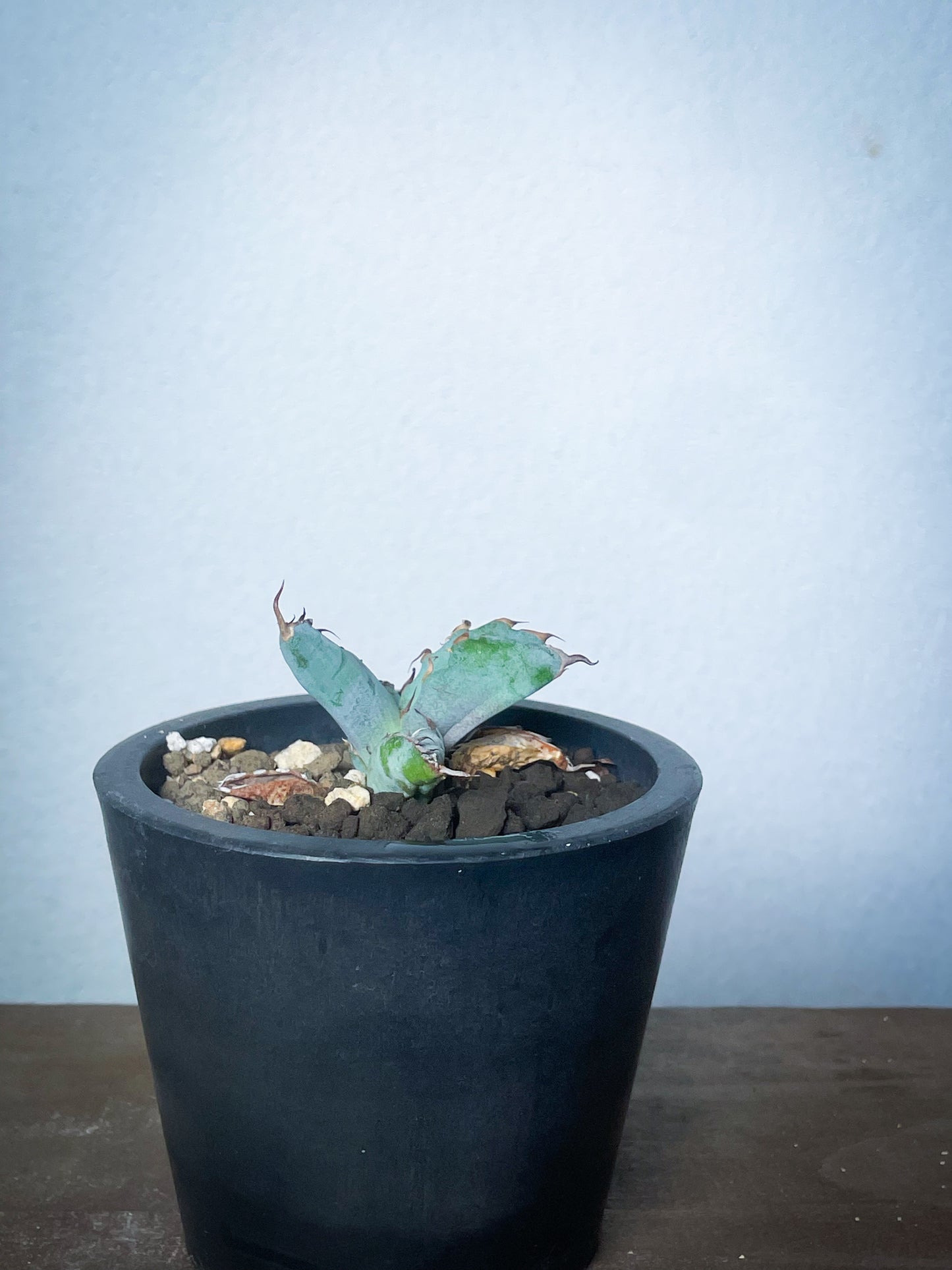 アガベ チタノタブルー /Agave titanota 'Blue'