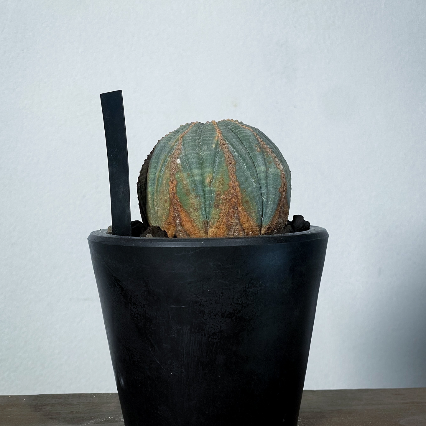<2024年7月入荷>ユーフォルビア オベサ | Euphorbia obesa | OB05
