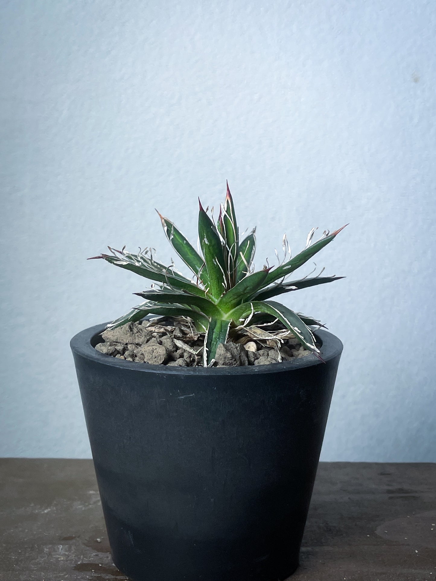 アガベ フィリフェラシジゲラ / Agave filifera ssp. schidigera