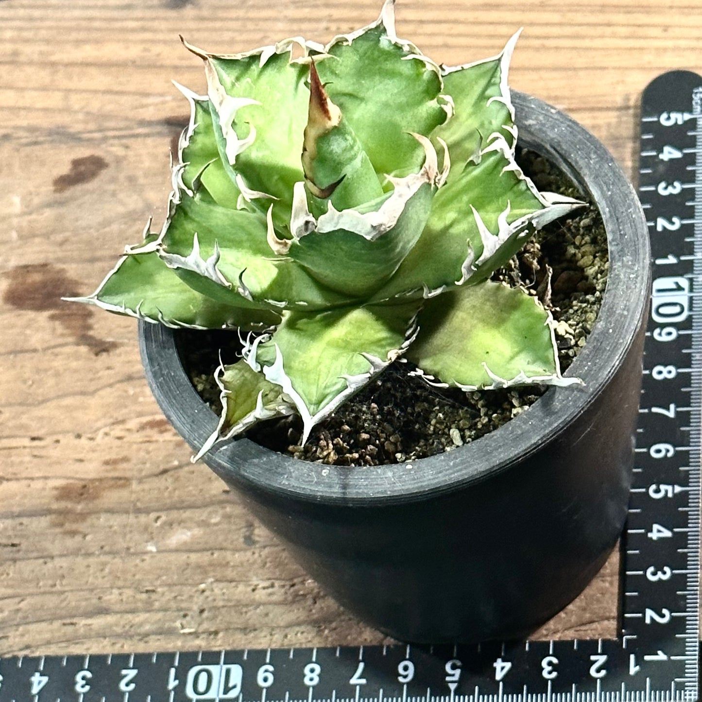 【1点物】アガベ チタノタ
