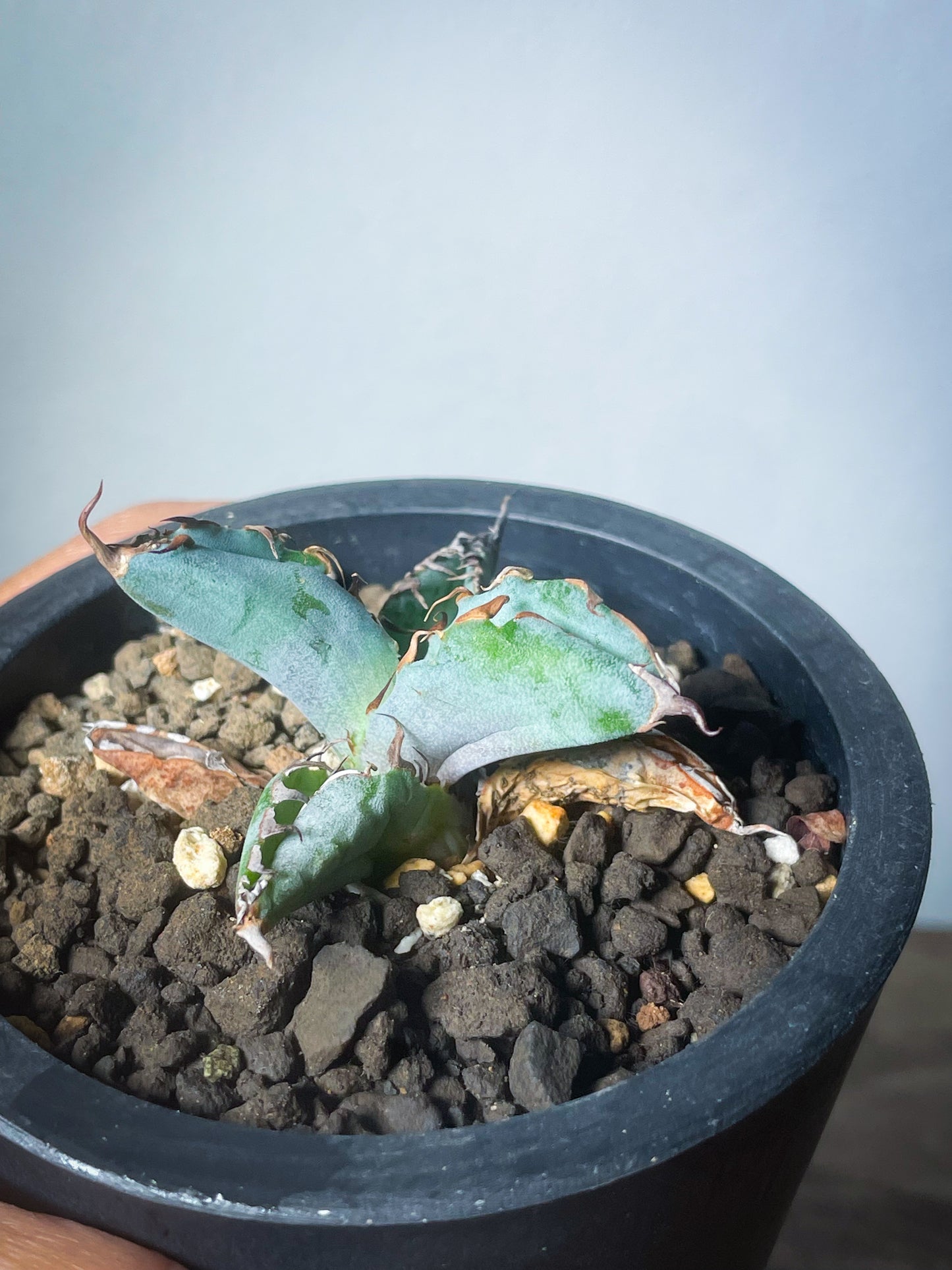 アガベ チタノタブルー /Agave titanota 'Blue'