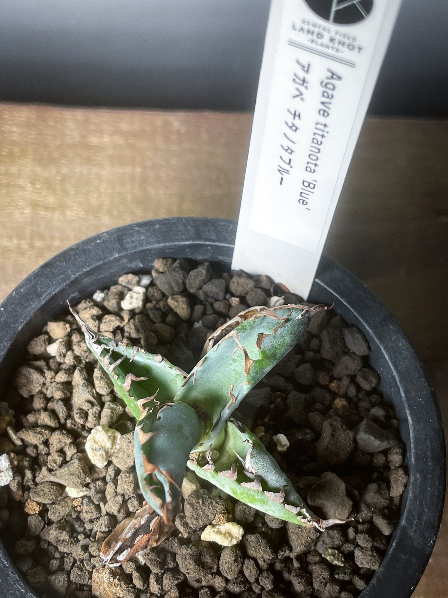 アガベ チタノタブルー /Agave titanota 'Blue'