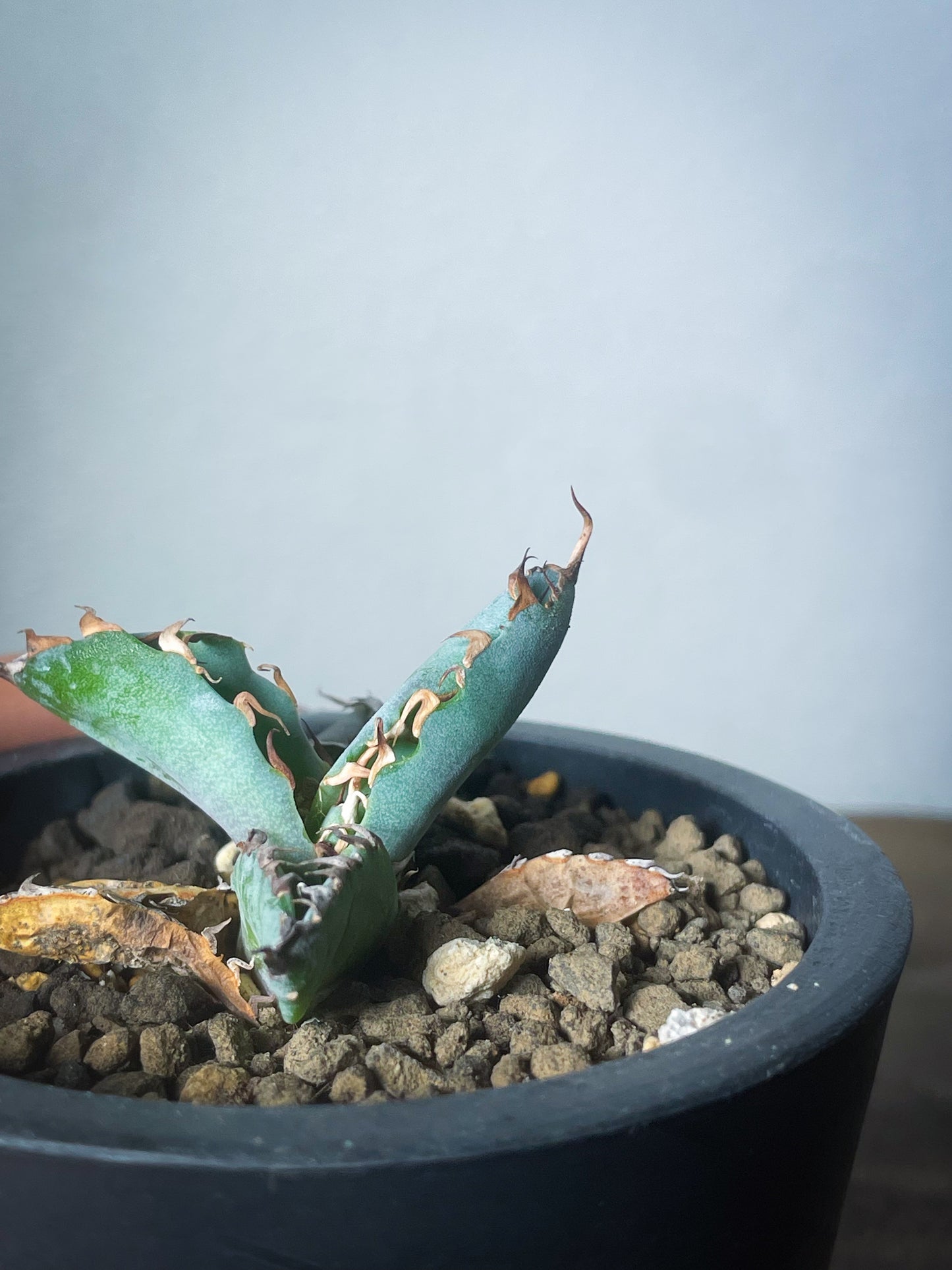 アガベ チタノタブルー /Agave titanota 'Blue'