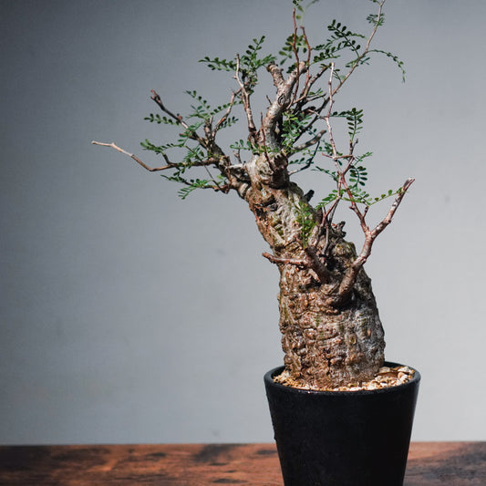 【1点物】オペルクリカリア・パキプス | Operculicarya Pachypus