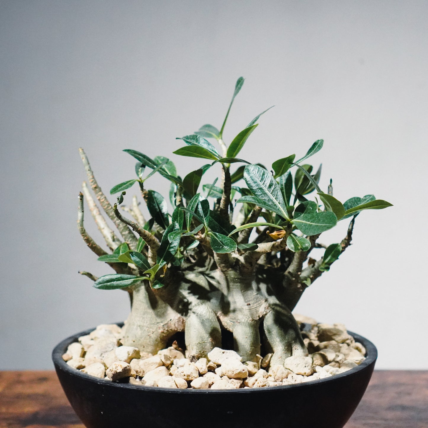 【1点物】アデニウム・アラビカム (アラビクム) | Adenium arabicum