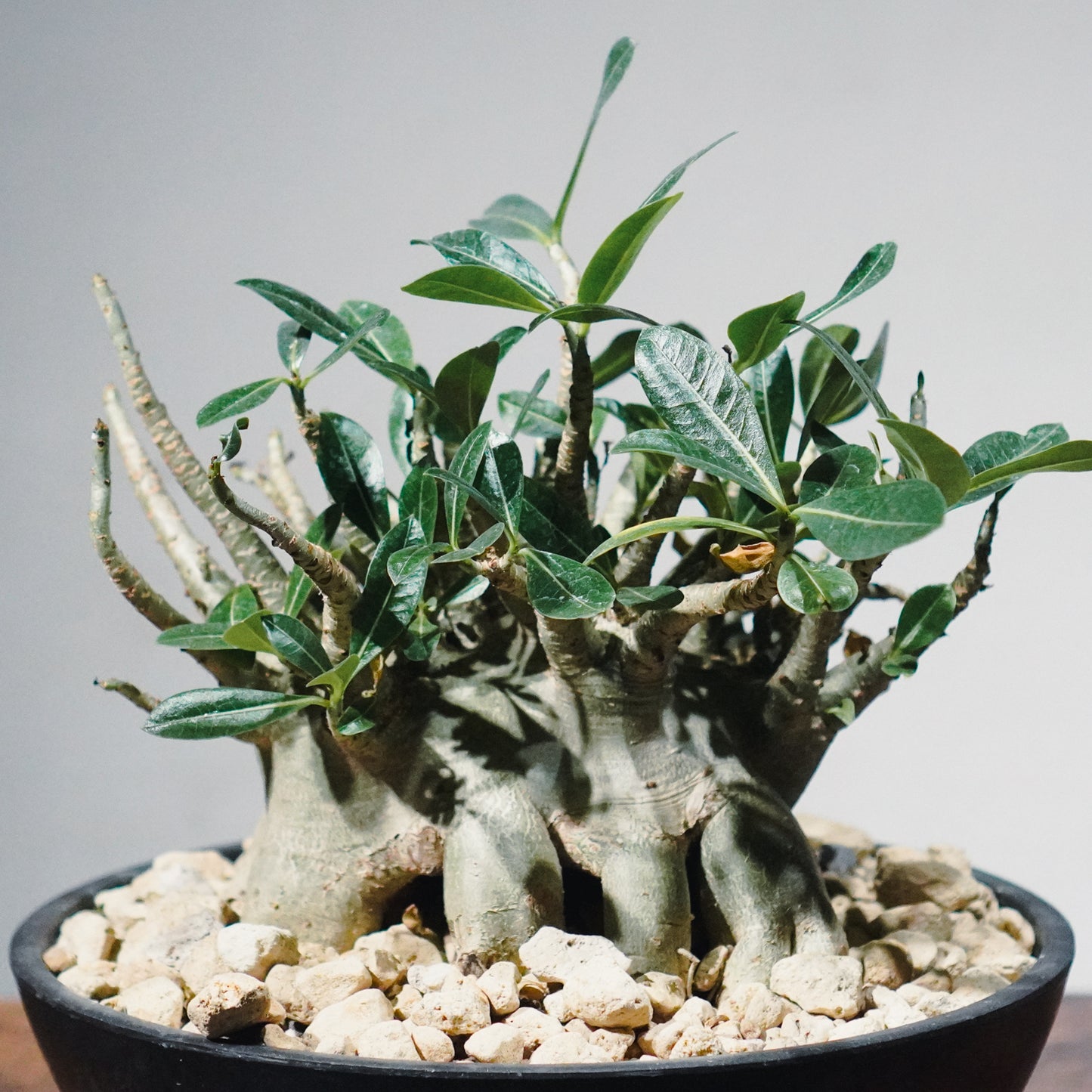 【1点物】アデニウム・アラビカム (アラビクム) | Adenium arabicum