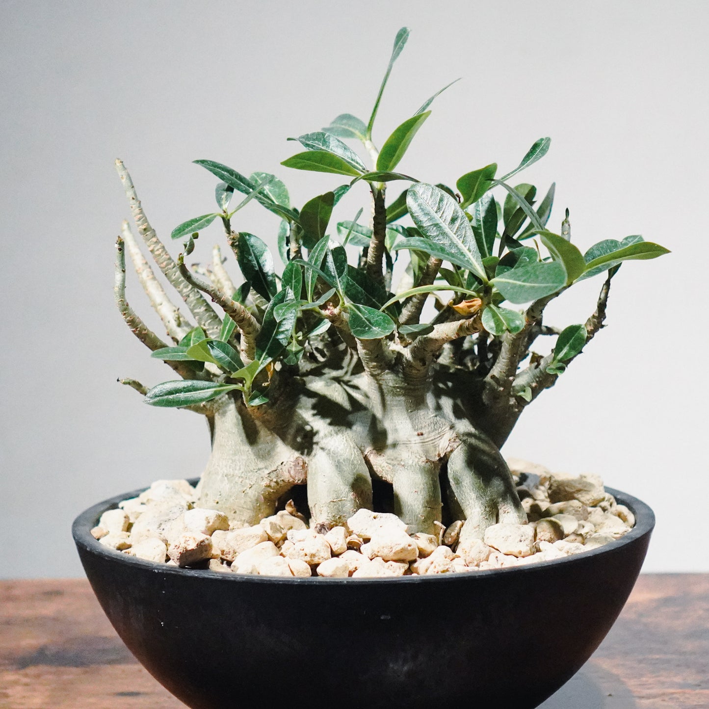 【1点物】アデニウム・アラビカム (アラビクム) | Adenium arabicum