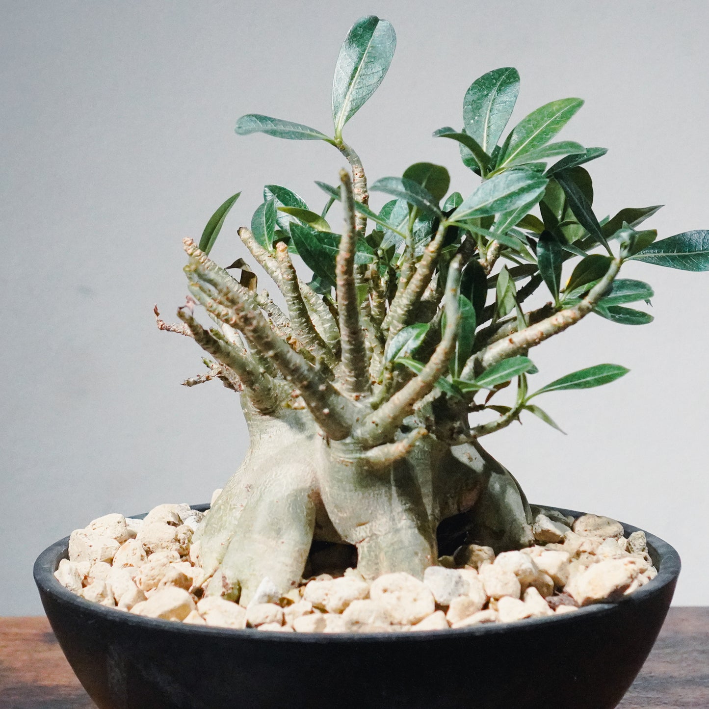 【1点物】アデニウム・アラビカム (アラビクム) | Adenium arabicum