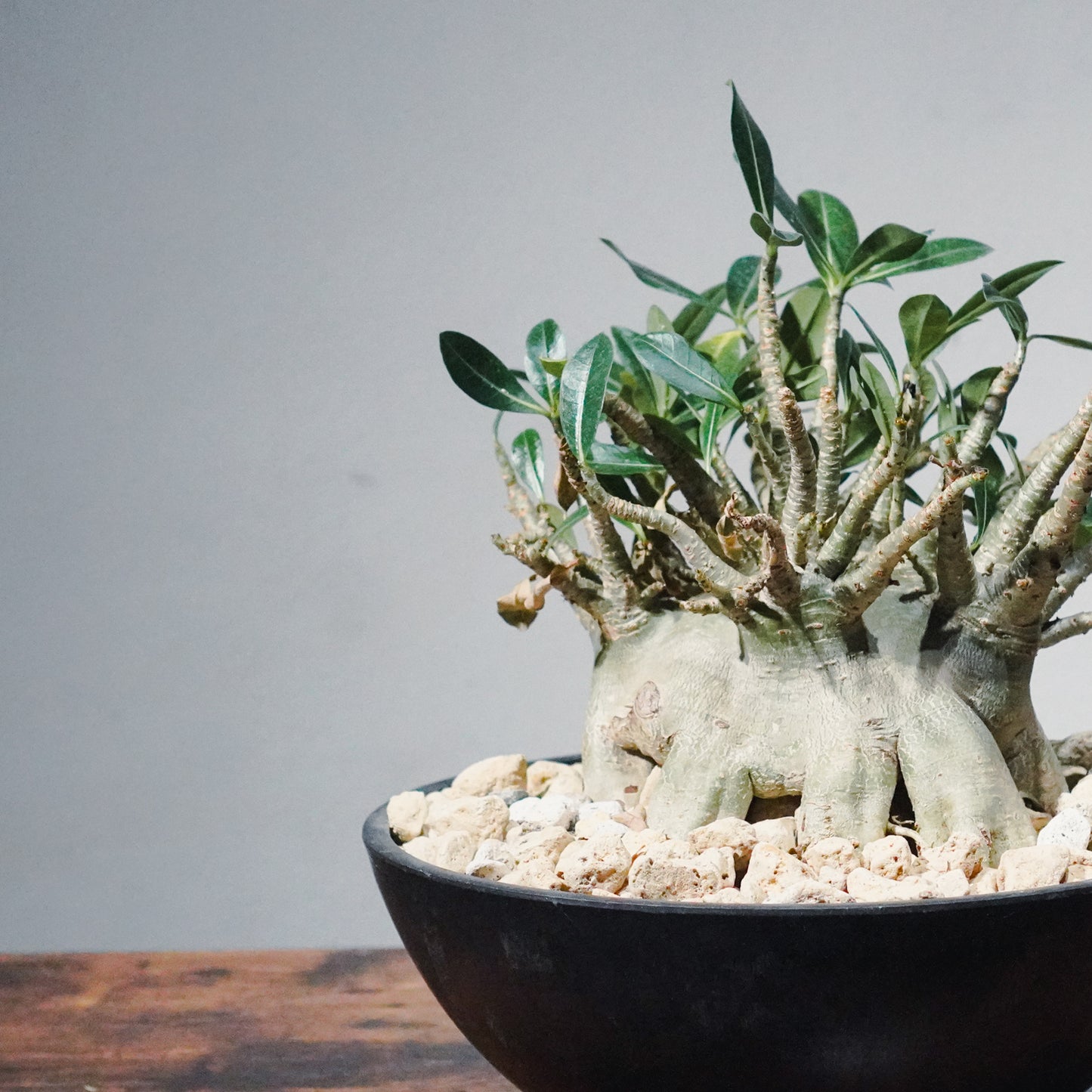 【1点物】アデニウム・アラビカム (アラビクム) | Adenium arabicum