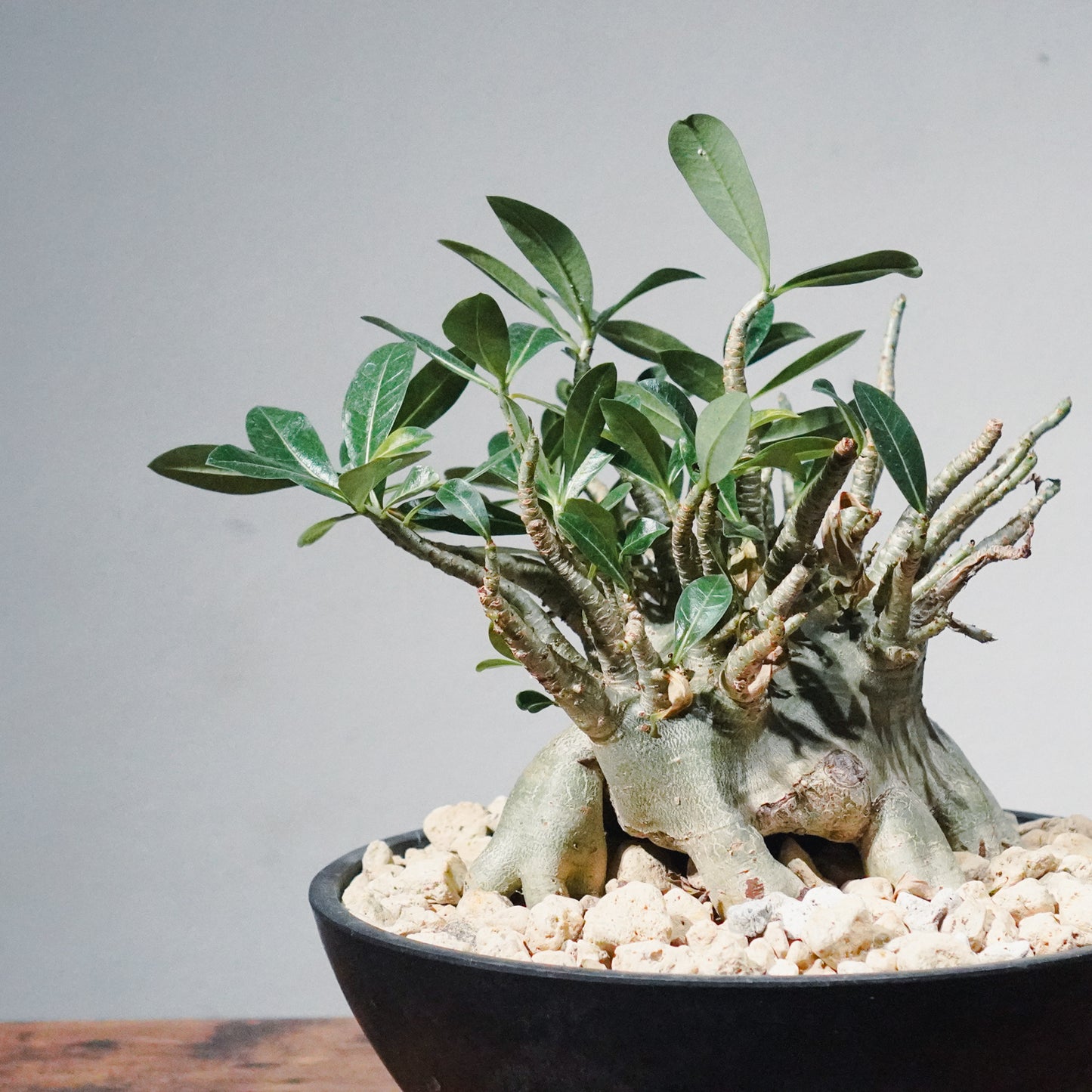 【1点物】アデニウム・アラビカム (アラビクム) | Adenium arabicum