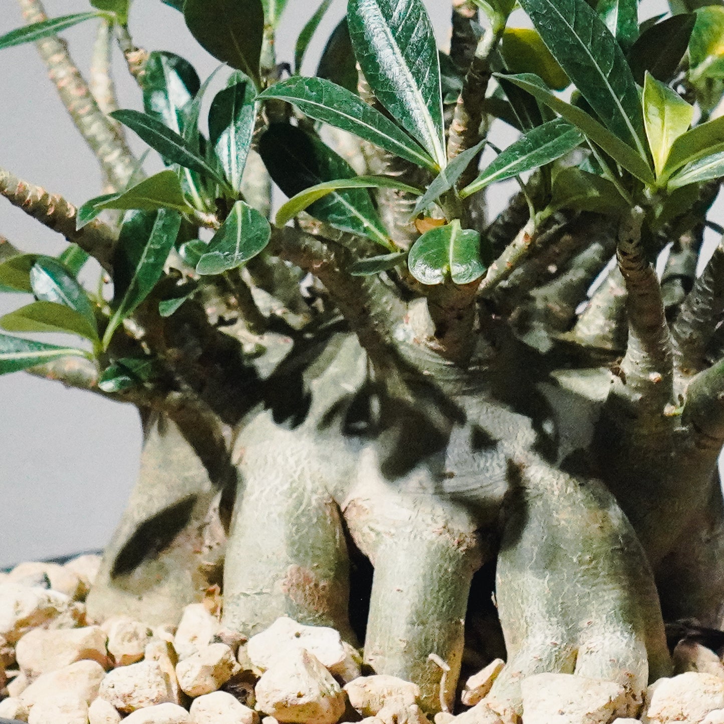 【1点物】アデニウム・アラビカム (アラビクム) | Adenium arabicum