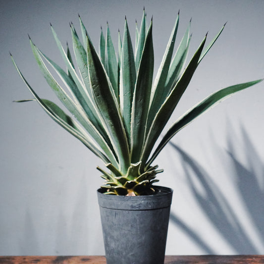 アガベ アングスティフォリア マルギナータ/ 白閃光(ハクセンコウ)