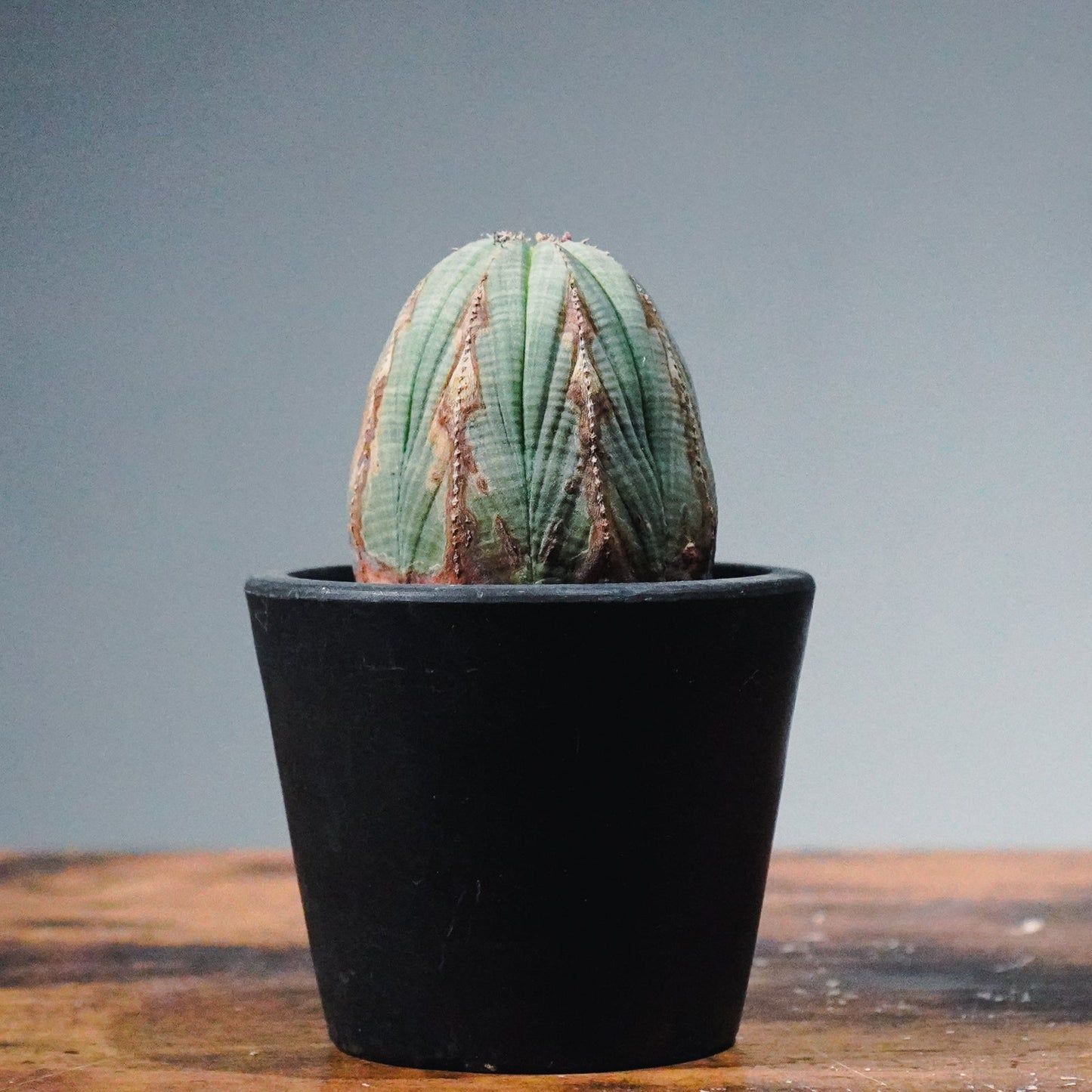 【1点物】ユーフォルビア オベサ | Euphorbia obesa | YF06