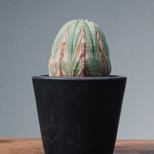 【1点物】ユーフォルビア オベサ | Euphorbia obesa | YF06