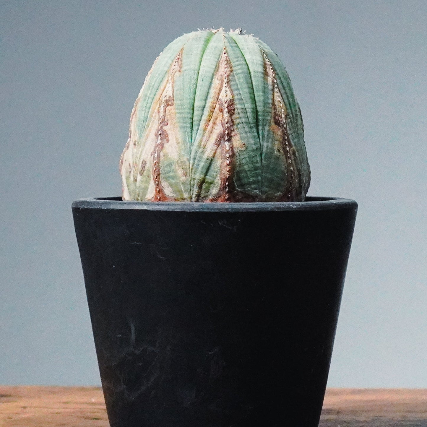 【1点物】ユーフォルビア オベサ | Euphorbia obesa | YF06