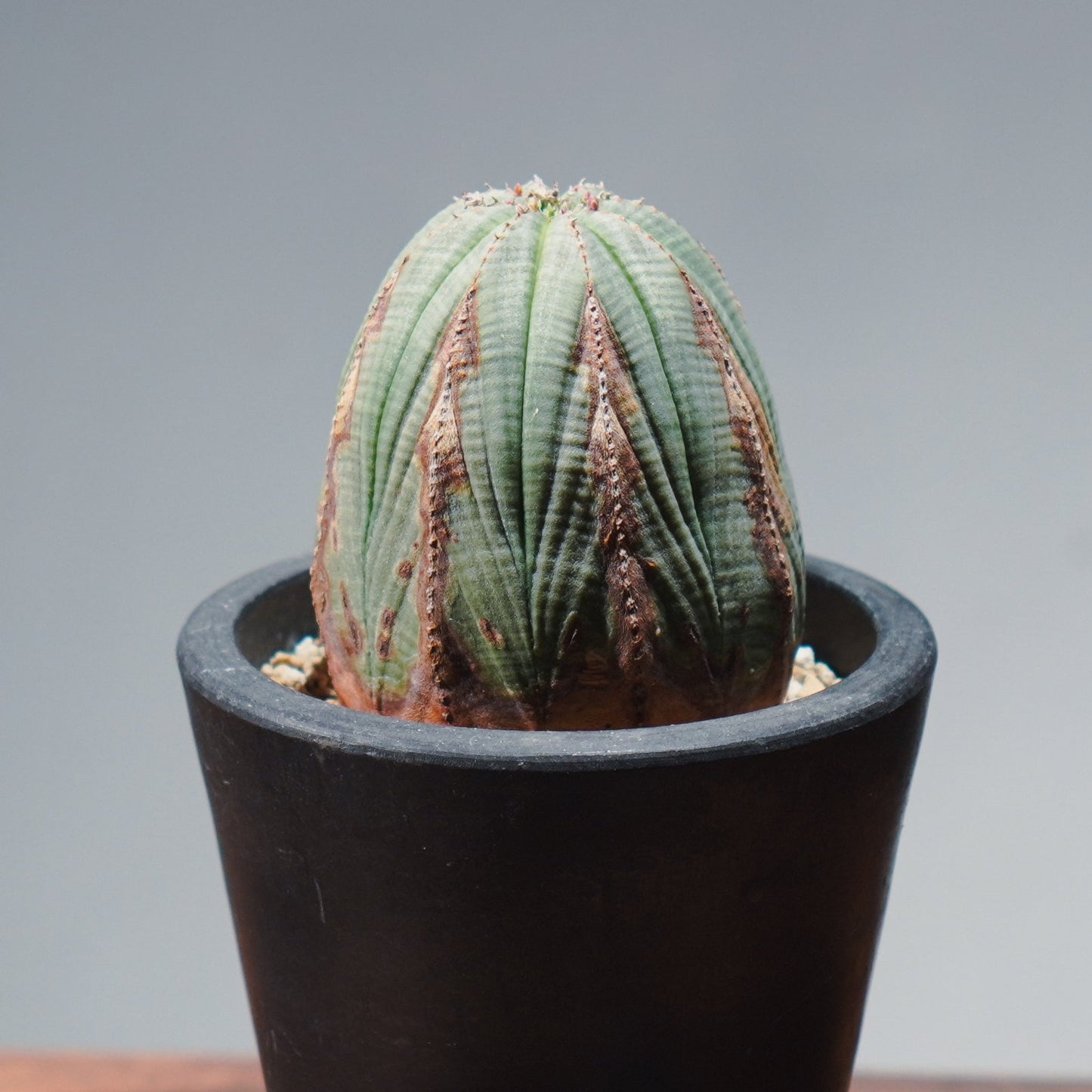 【1点物】ユーフォルビア オベサ | Euphorbia obesa | YF06