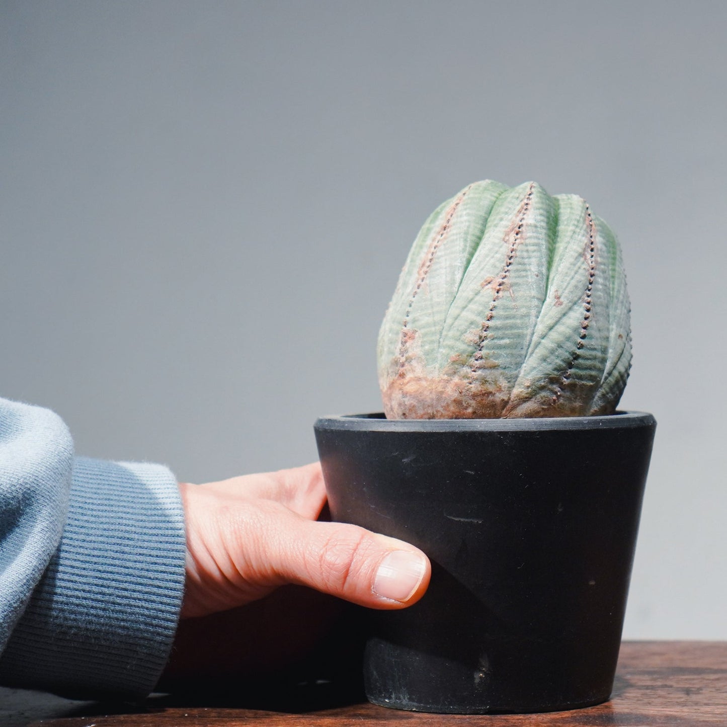 【1点物】ユーフォルビア オベサ | Euphorbia obesa | YF06