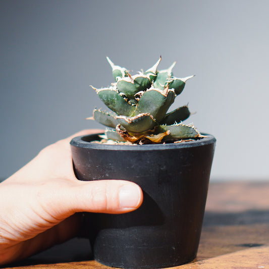 【1点物】アガベ・チタノタ "レッド ウィールズ" / Agave titanota "Red Cat weazle"