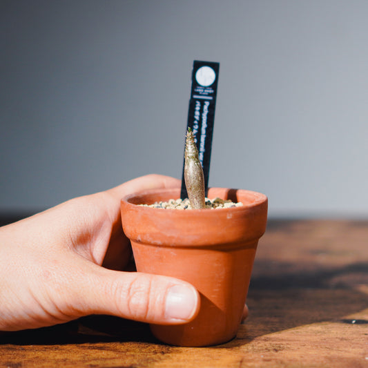 【実生株】パキポディウム ウィンゾリー | Pachypodium windsorii