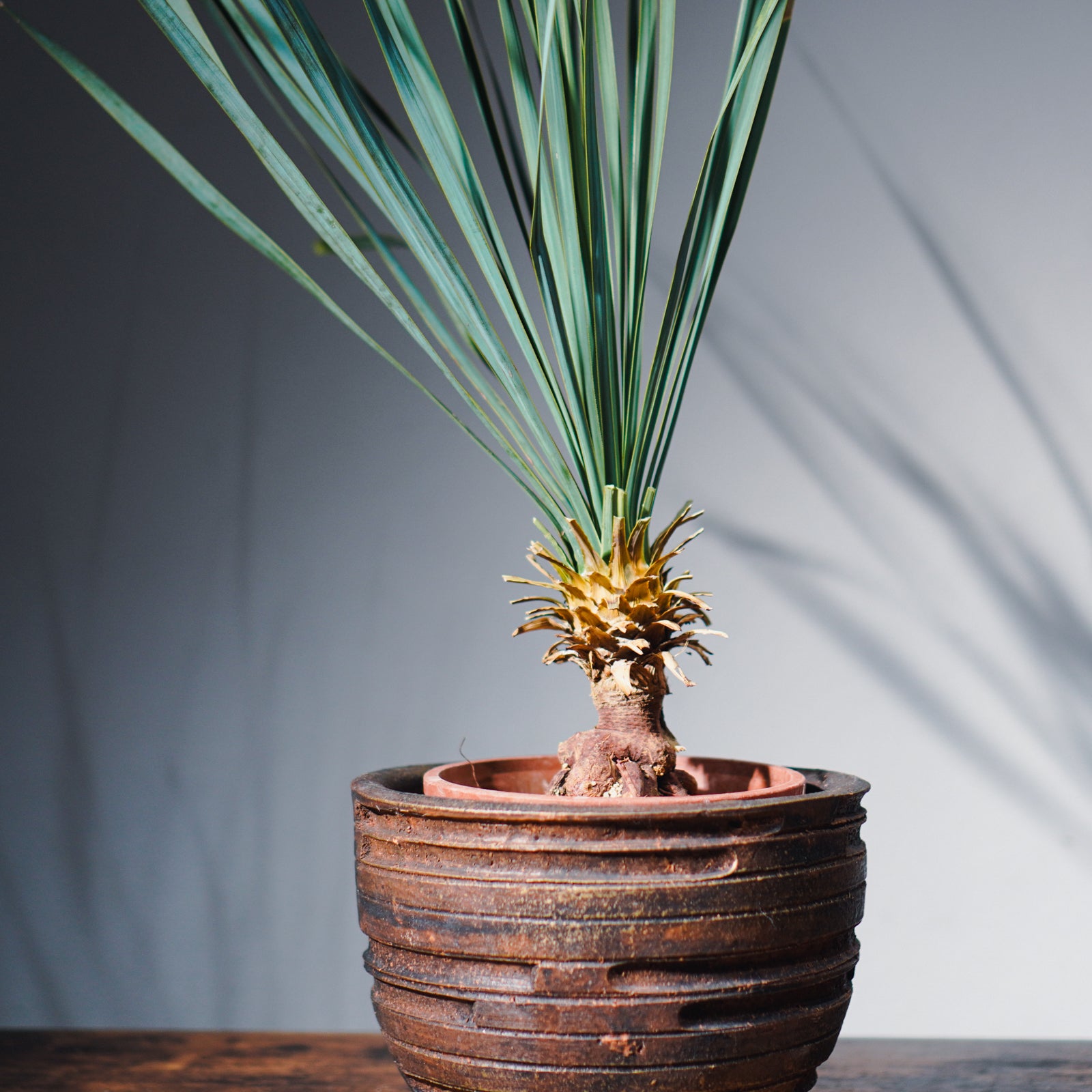 沖縄発送】 ユッカ・ロストラータ | Yucca rostrata – LAND KNOT PLANTS