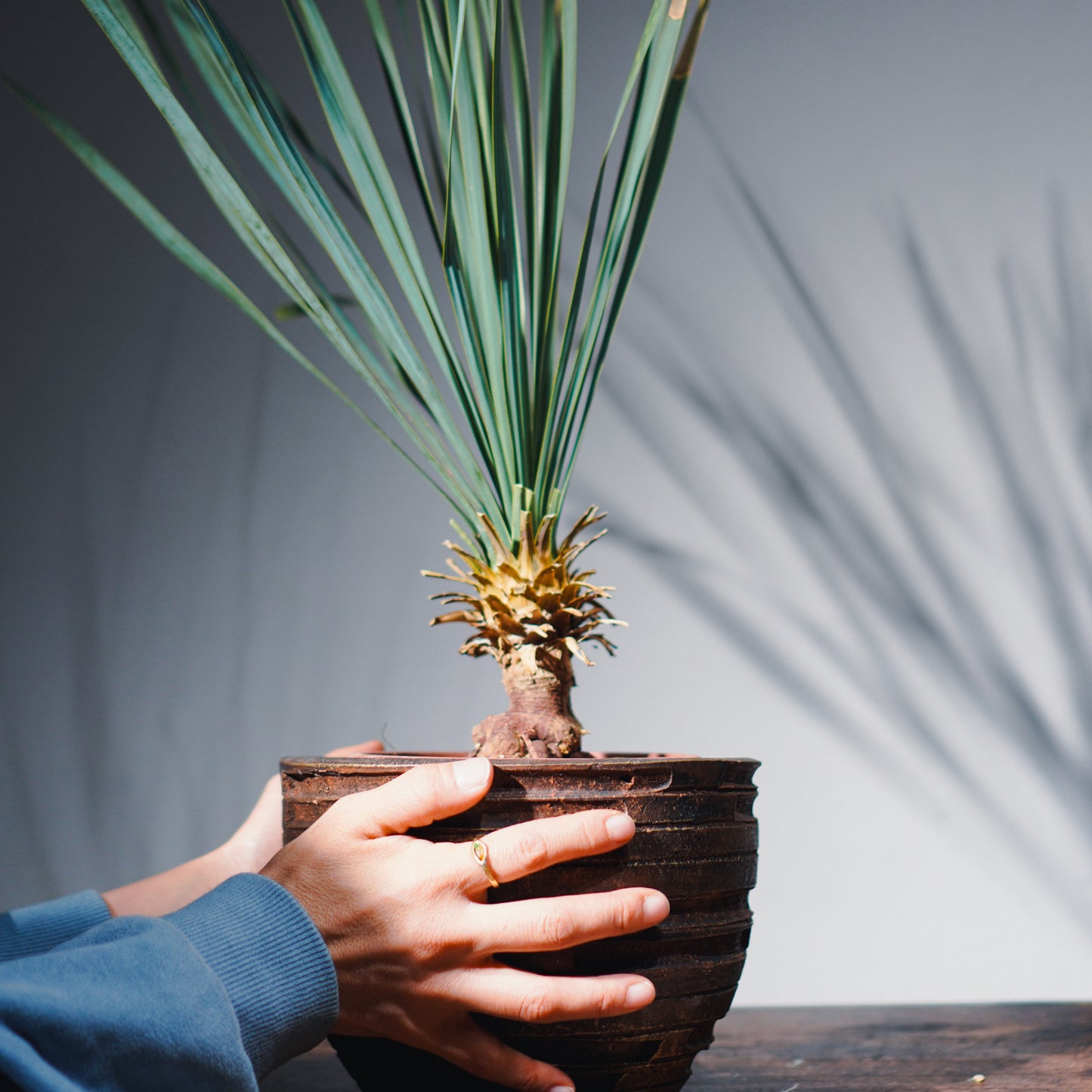 【沖縄発送】 ユッカ・ロストラータ | Yucca rostrata
