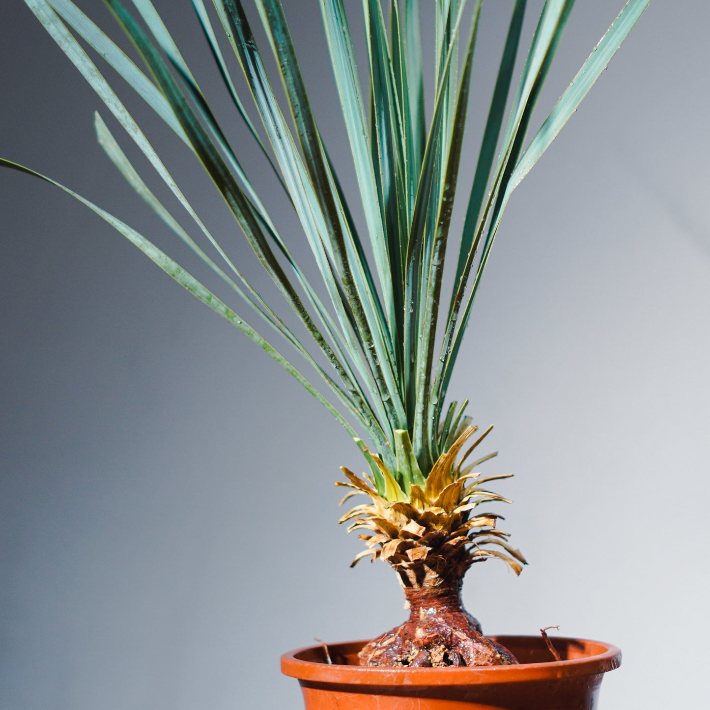 【沖縄発送】 ユッカ・ロストラータ | Yucca rostrata