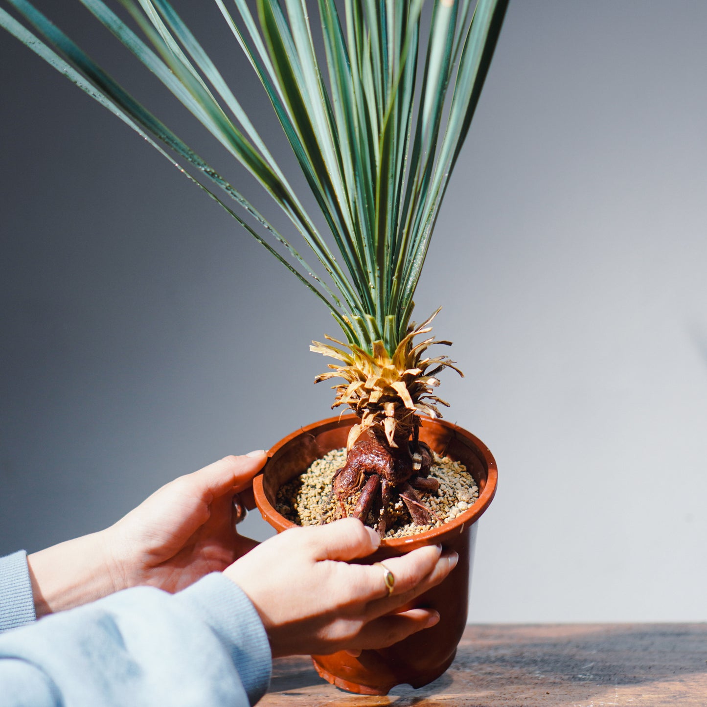 【沖縄発送】 ユッカ・ロストラータ | Yucca rostrata