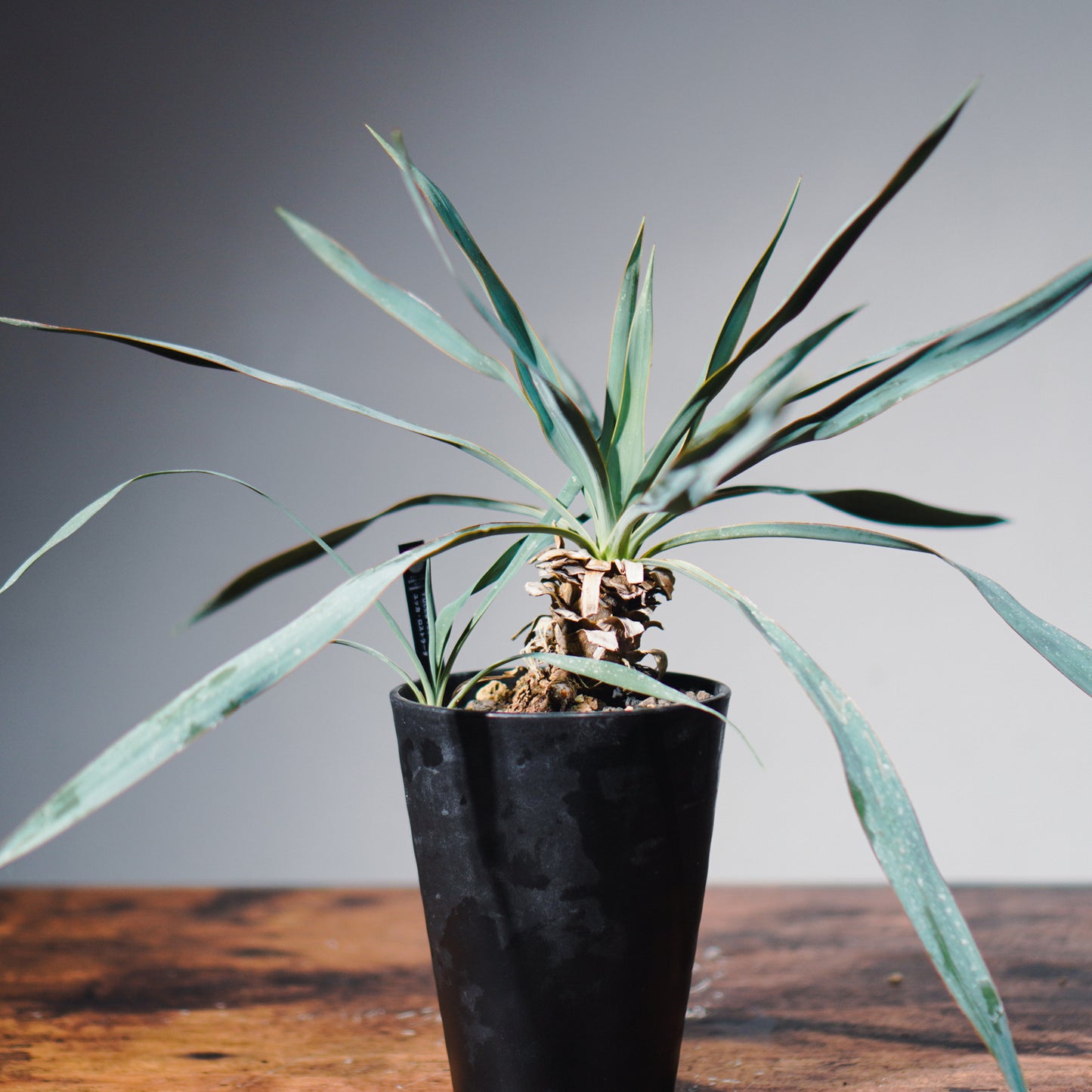 ユッカ・ロストラータ(鉢高 30cm) Yucca rostrata #YU01-SS