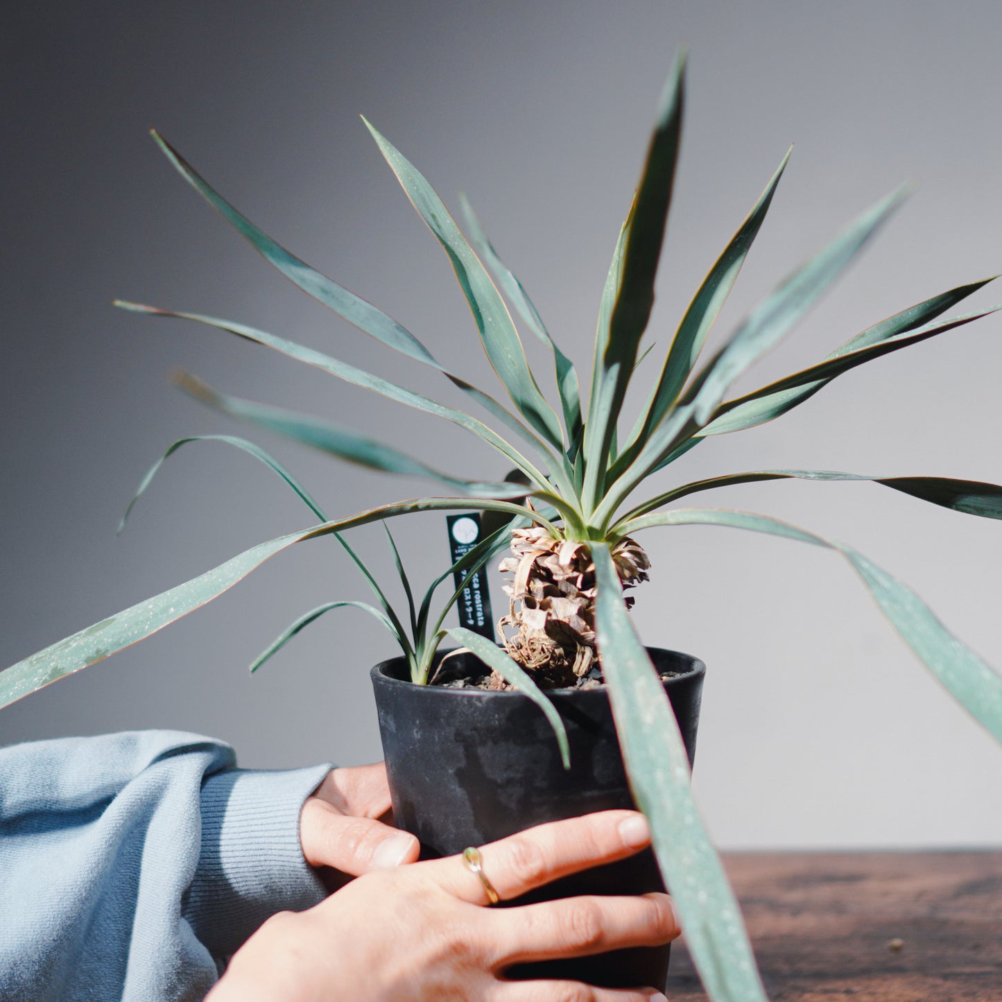 ユッカ・ロストラータ(鉢高 30cm) Yucca rostrata #YU01-SS