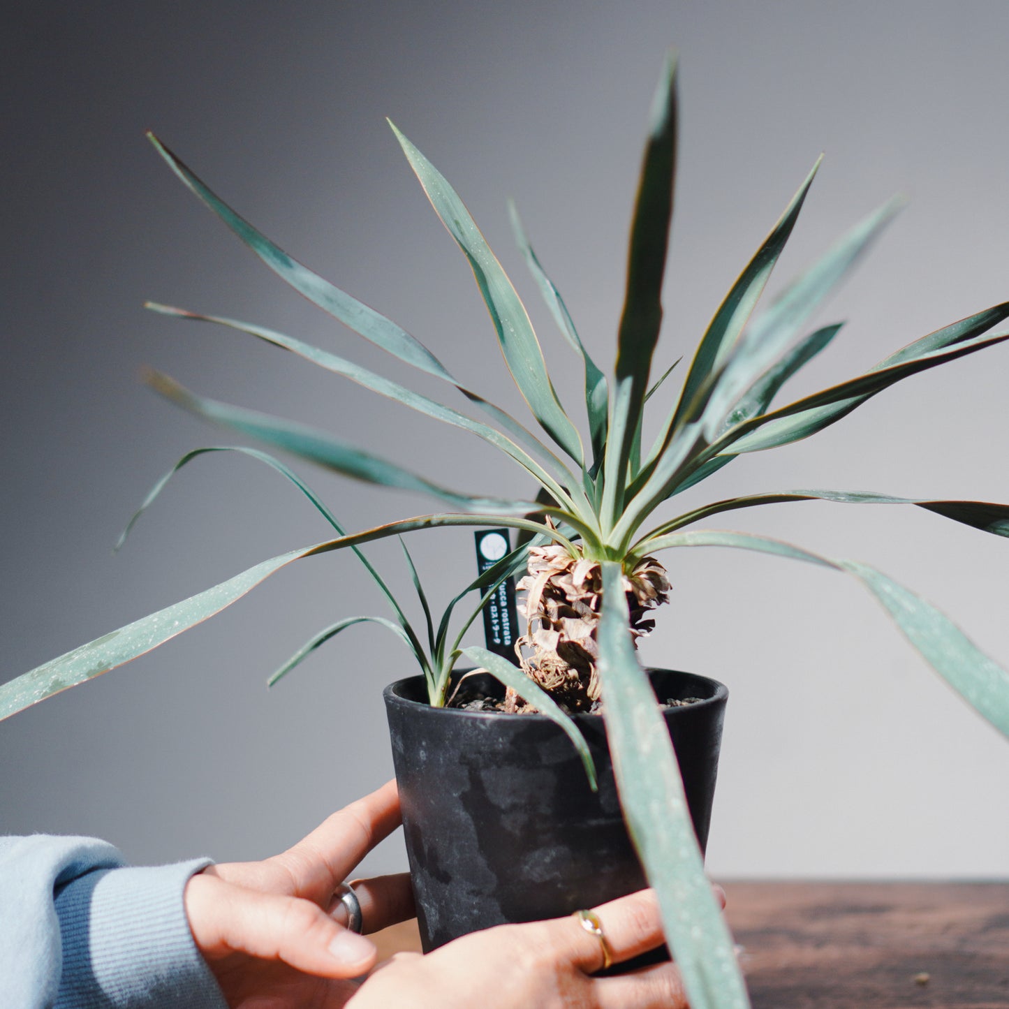 ユッカ・ロストラータ(鉢高 30cm) Yucca rostrata #YU01-SS
