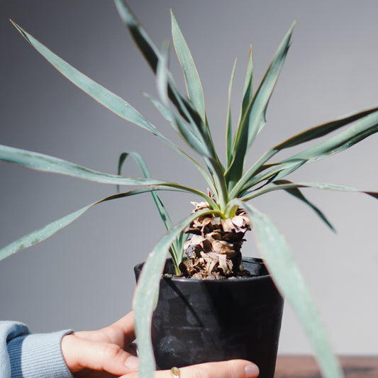 ユッカ・ロストラータ(鉢高 30cm) Yucca rostrata #YU01-SS