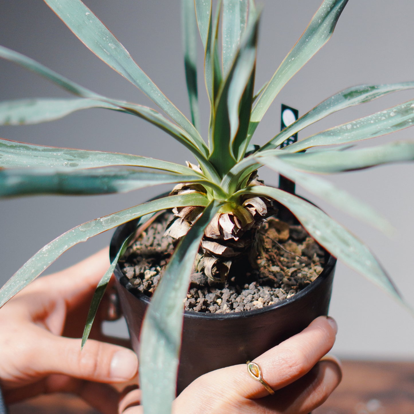 ユッカ・ロストラータ(鉢高 30cm) Yucca rostrata #YU01-SS