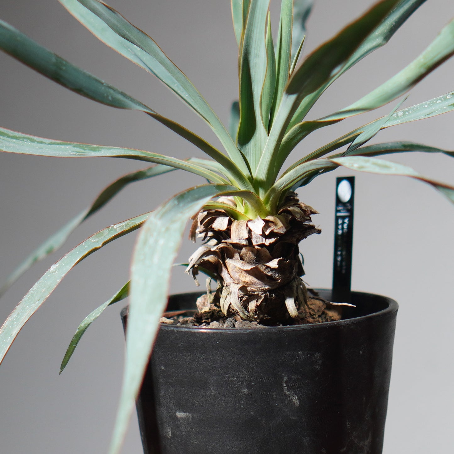 ユッカ・ロストラータ(鉢高 30cm) Yucca rostrata #YU01-SS