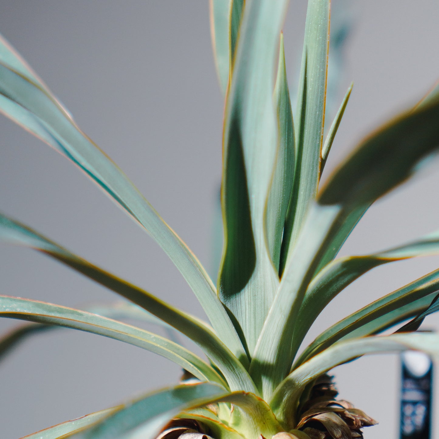 ユッカ・ロストラータ(鉢高 30cm) Yucca rostrata #YU01-SS