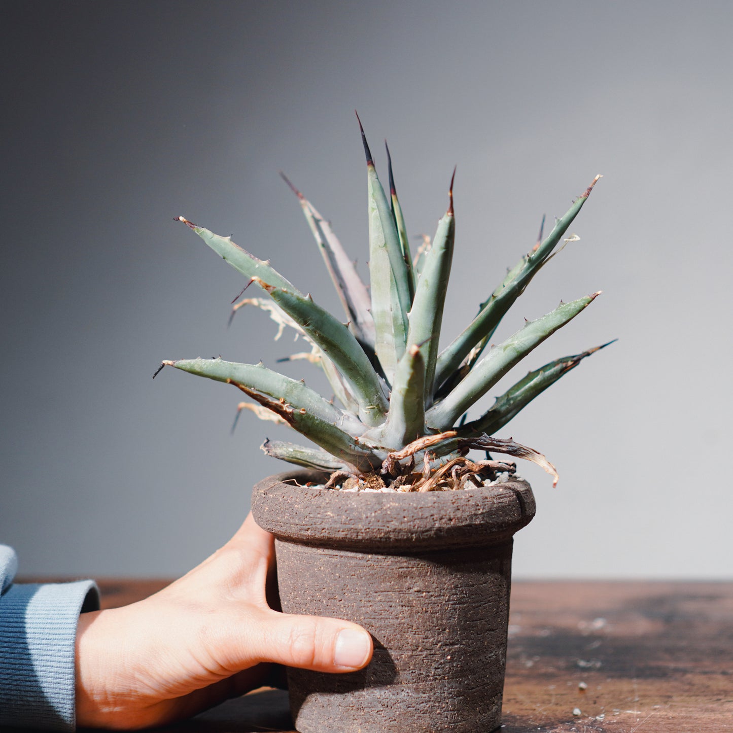 【1点物】アガベ | Agave