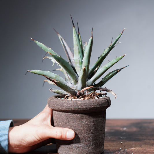 【1点物】アガベ | Agave