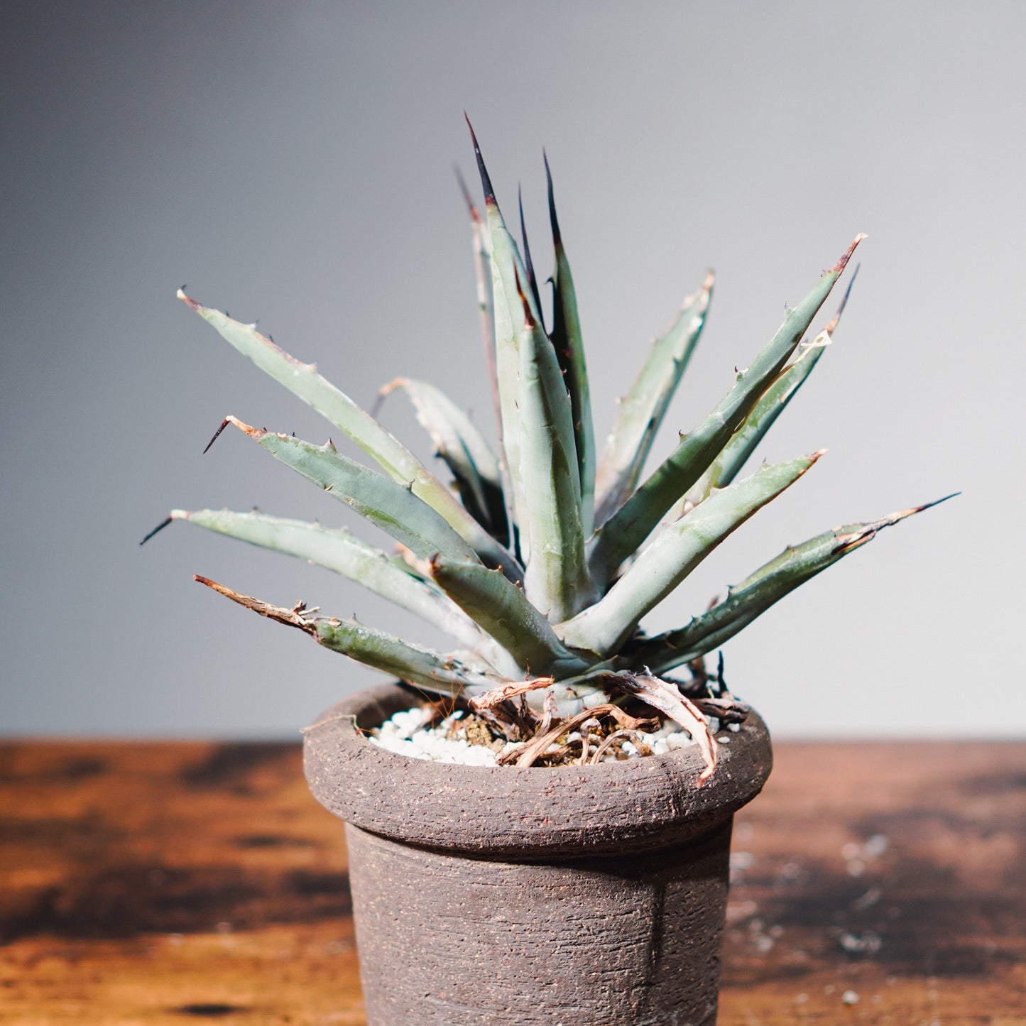 【1点物】アガベ | Agave