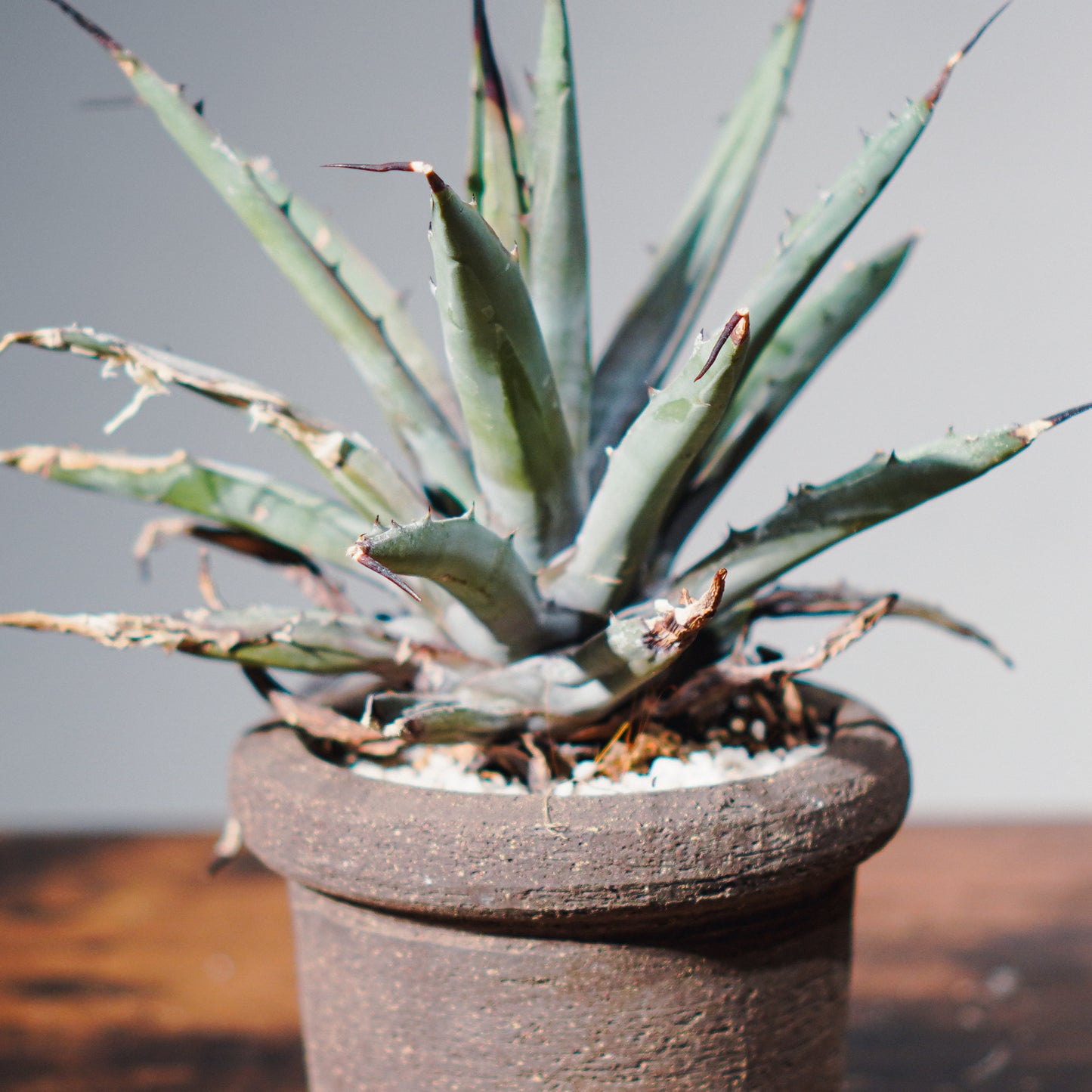 【1点物】アガベ | Agave