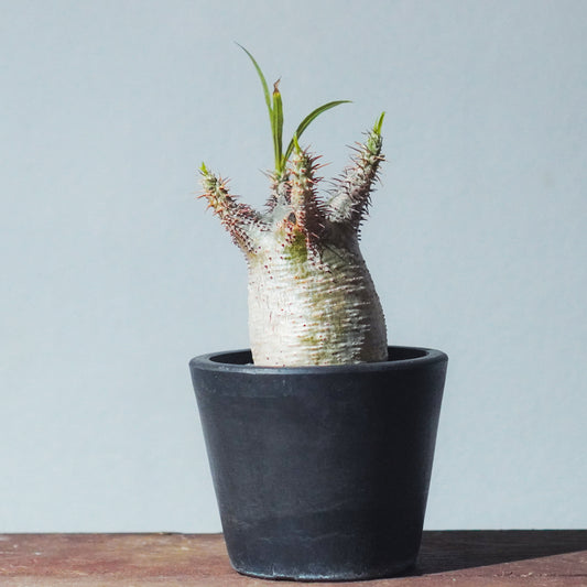 【2024年7月入荷※キズあり】パキポディウム グラキリス | P-08