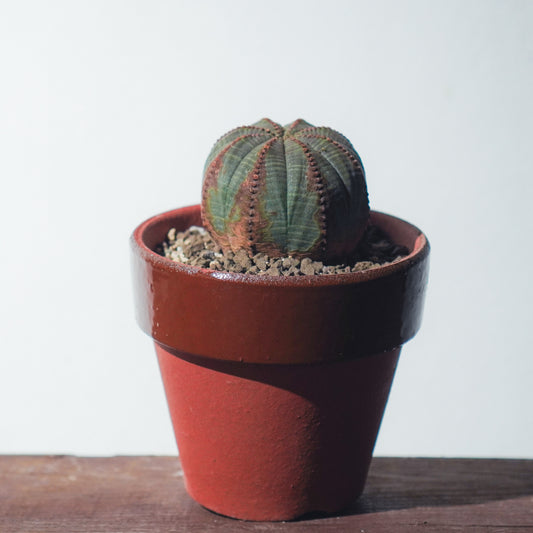 <2024年7月入荷>ユーフォルビア オベサ | Euphorbia obesa | OB01