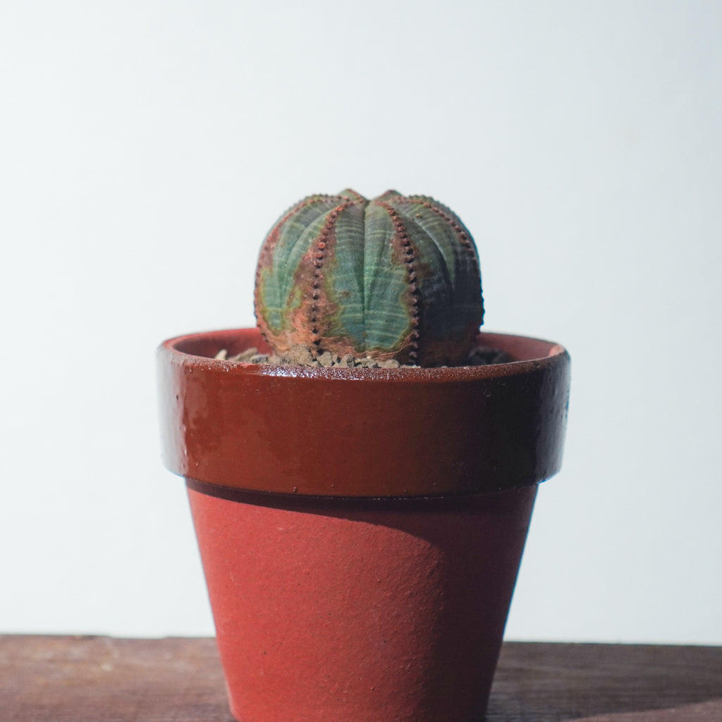 <2024年7月入荷>ユーフォルビア オベサ | Euphorbia obesa | OB01